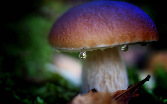 Mushroom water drops green background free wallpaper - medium preview image