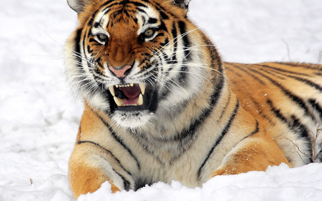 Tiger yawning in snow sharp free wallpaper - medium preview image