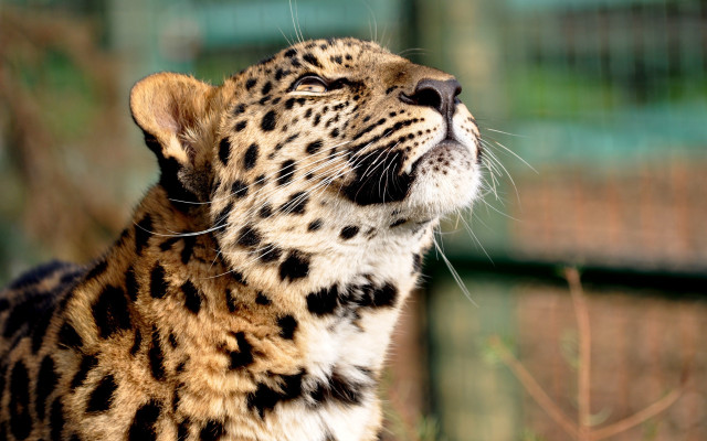 Leopard looking up mouth open free wallpaper - medium preview image