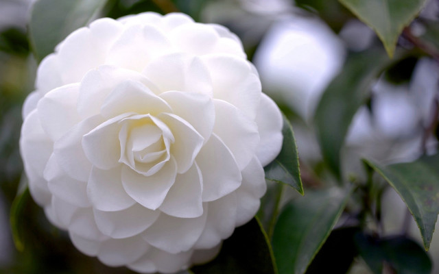 White flower green leaves tree free wallpaper - medium preview image