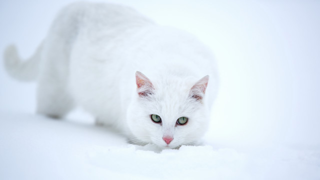 White cat green eyes snow #2 free wallpaper - medium preview image