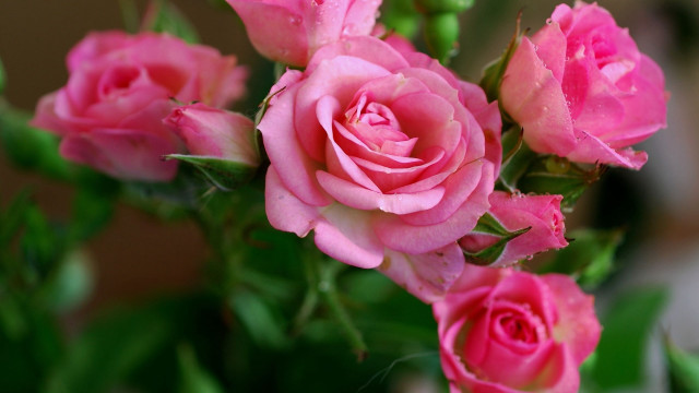 Pink roses vase water droplets free wallpaper - medium preview image