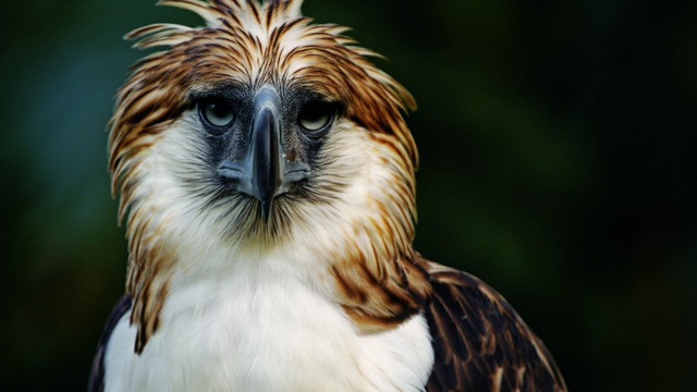 Bird of prey closeup male free wallpaper - medium preview image