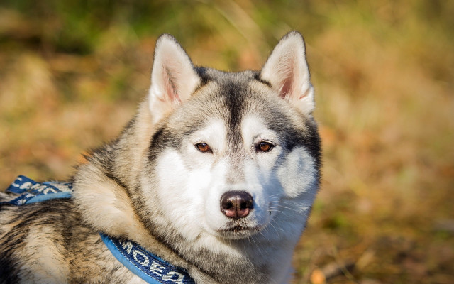 Husky bluecollar dog shiba inu free wallpaper - medium preview image