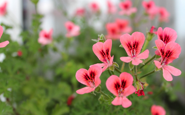 Pink flowers garden bokeh macro free wallpaper - medium preview image
