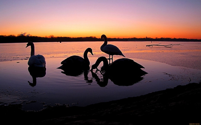 Birds lake sunset ducks backlighting free wallpaper - medium preview image