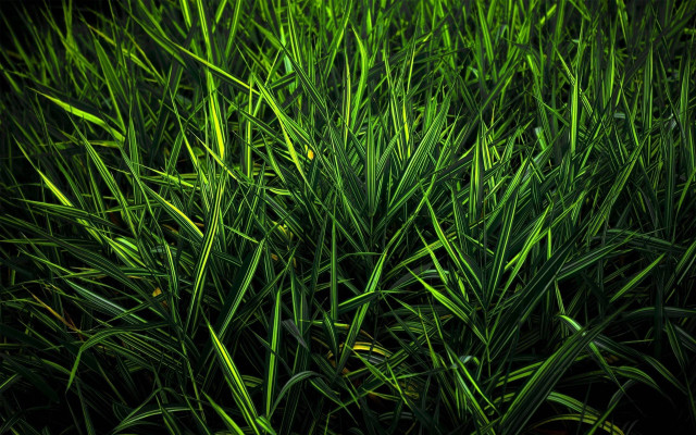 Green bird grass field black free wallpaper - medium preview image