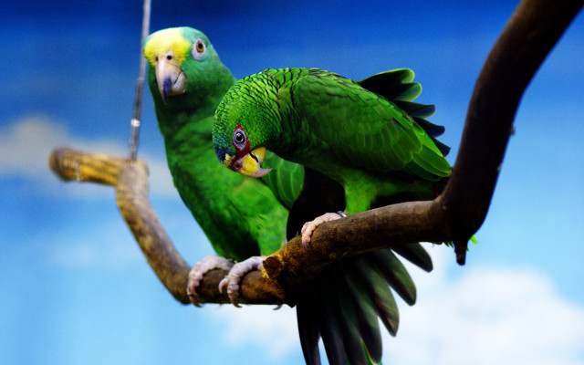 Green parrots branch blue sky free wallpaper - medium preview image