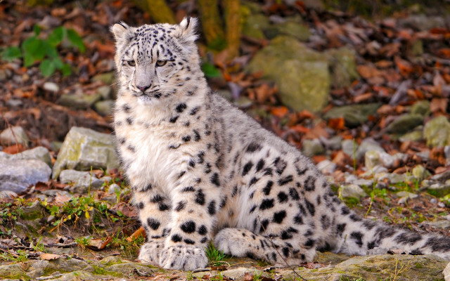 Snow leopard leaves rocks woods free wallpaper - medium preview image