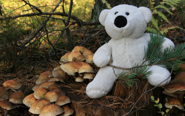 White teddy bear stump mushrooms free wallpaper - medium preview image