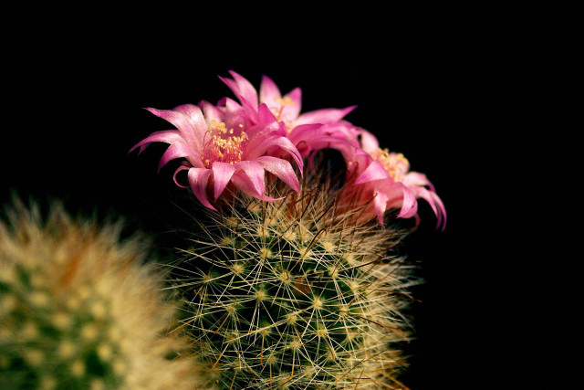 Cactus pinkflower macro blackbackground blurry free wallpaper - medium preview image