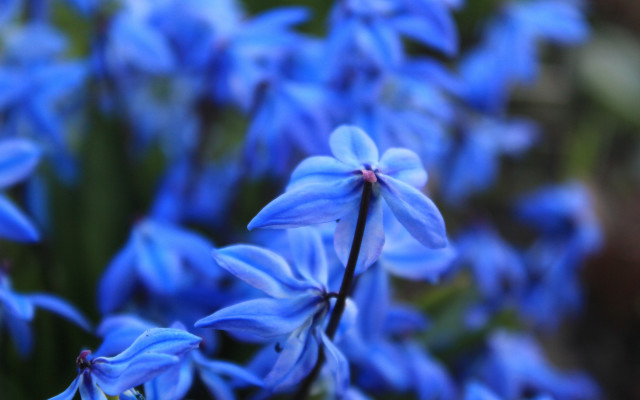 Blue flowers grass bokeh macro free wallpaper - medium preview image
