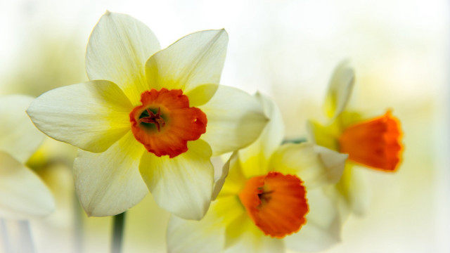 Closeup flowers vase blurry background free wallpaper - medium preview image