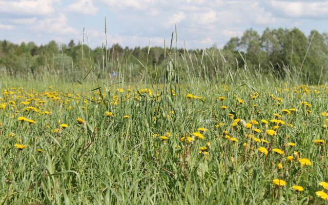 Field yellowflowers trees clouds sky free wallpaper - medium preview image