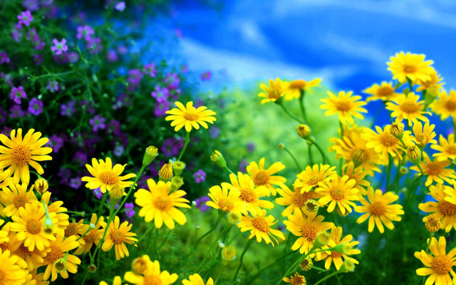 Yellow purple flower field blue free wallpaper - medium preview image