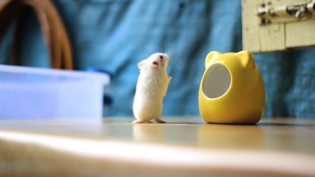 Small white mouse yellow object free wallpaper - medium preview image