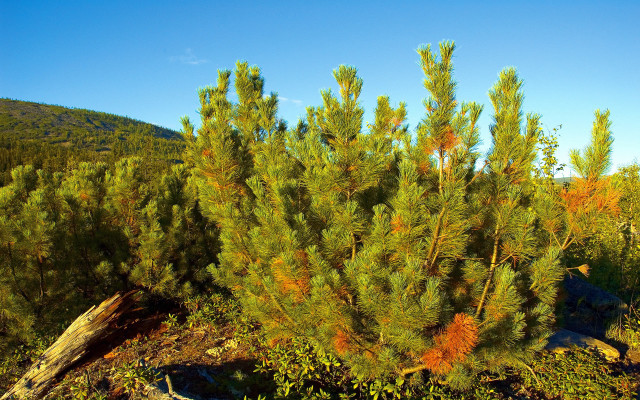Mountain forest autumn leaves bare free wallpaper - medium preview image