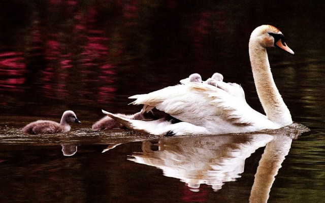 Swan babies pond red background free wallpaper - medium preview image
