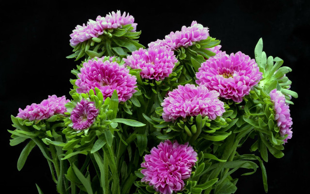 Pink hydrangea morning glory leaf free wallpaper - medium preview image
