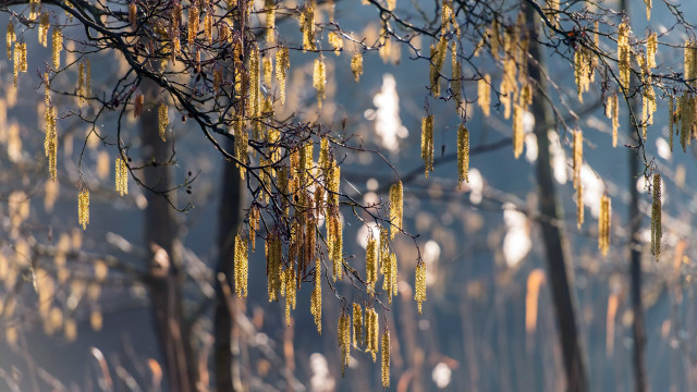 Yellow leaves yellow flowers cityscape free wallpaper - medium preview image