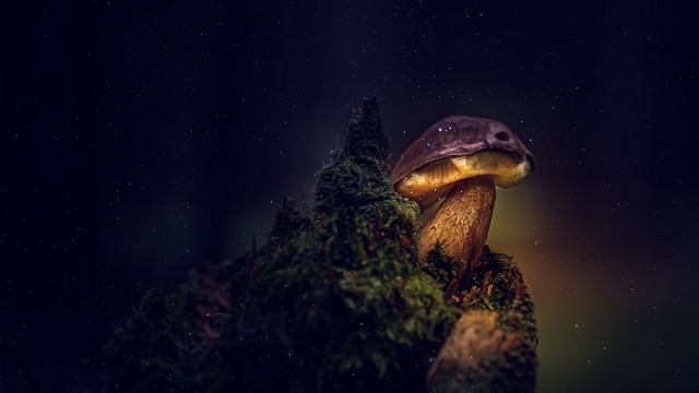 Mushroom light tree branch night free wallpaper - medium preview image