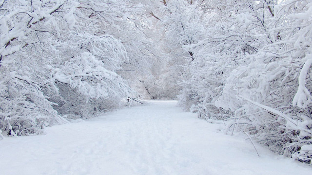 Snow covered path forest skier free wallpaper - medium preview image