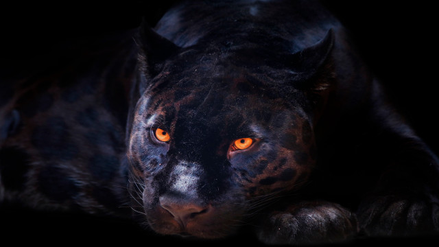 Black leopard orange eyes lying free wallpaper - medium preview image