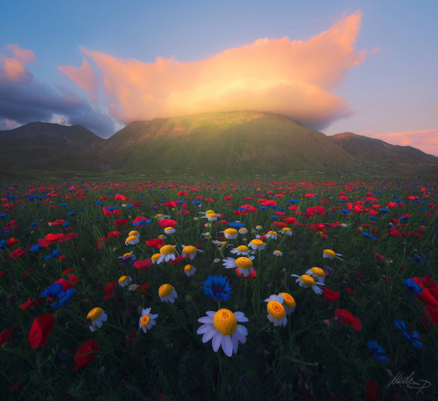 Flower field mountain sunset clouds free wallpaper - medium preview image