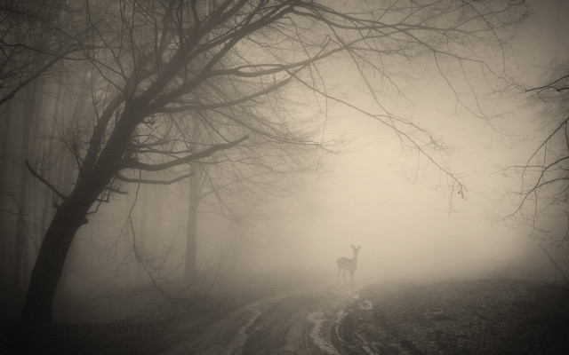 Deer forest foggy moon bamboo free wallpaper - medium preview image