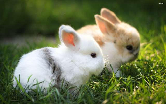 Rabbits grass impressionist animal photography free wallpaper - medium preview image