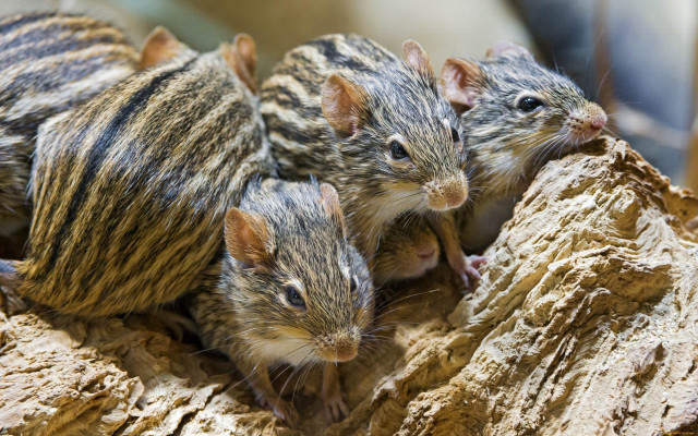 Small brown mice on stump free wallpaper - medium preview image