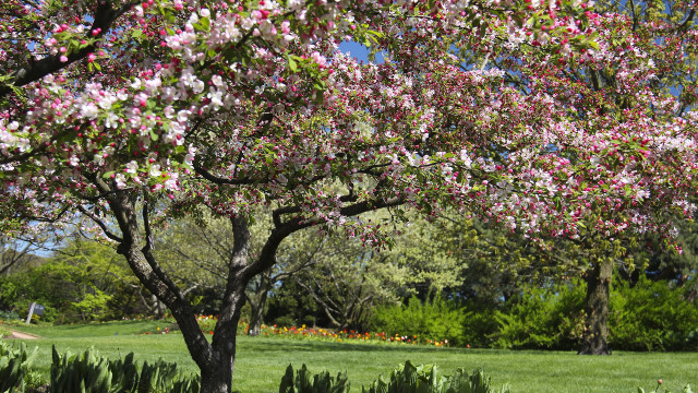 Pink flowered tree park bench free wallpaper - medium preview image
