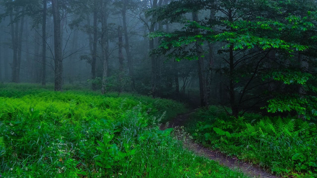 Forest path trees green grass free wallpaper - medium preview image
