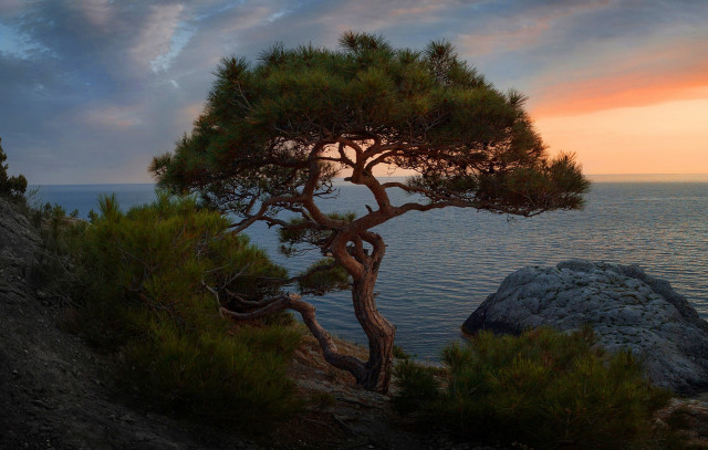 Tree cliff ocean sunset matte free wallpaper - medium preview image