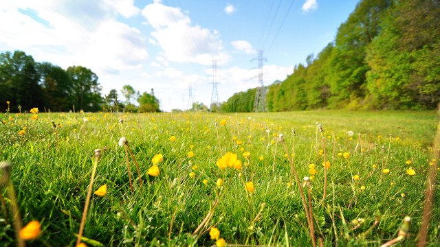 Flower field power lines sky free wallpaper - medium preview image