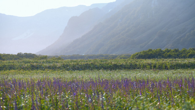 Flower field mountains path nature free wallpaper - medium preview image