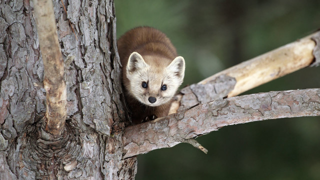 Small animal peeking out branch free wallpaper - medium preview image