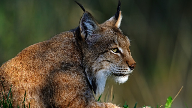 Cat closeup grass ears closed free wallpaper - medium preview image