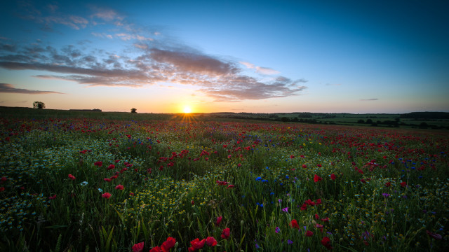 Flower field sunset clouds horizon free wallpaper - medium preview image
