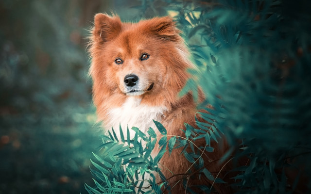 Sad dog bush blue eyes free wallpaper - medium preview image