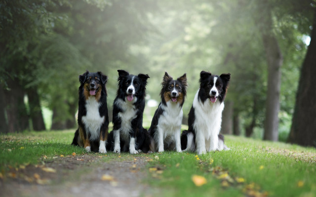 Dogs lush green field trees free wallpaper - medium preview image