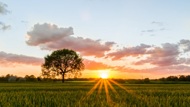 Sunset tree field horizon clouds free wallpaper - medium preview image