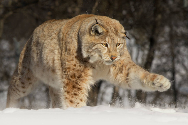 Lynx snowy woods paw furry free wallpaper - medium preview image
