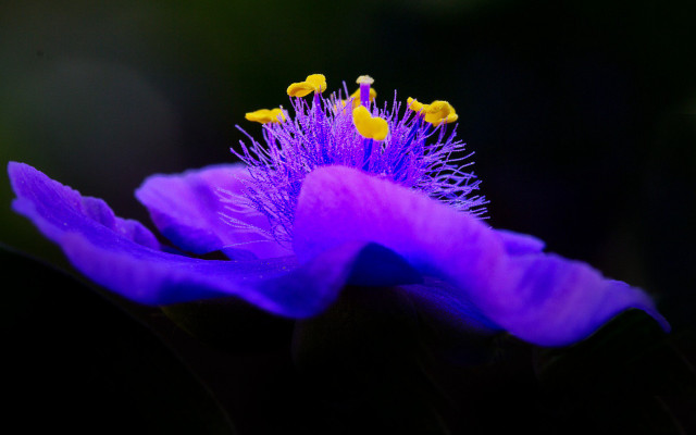 Purple flower yellow stamens macro #3 free wallpaper - medium preview image