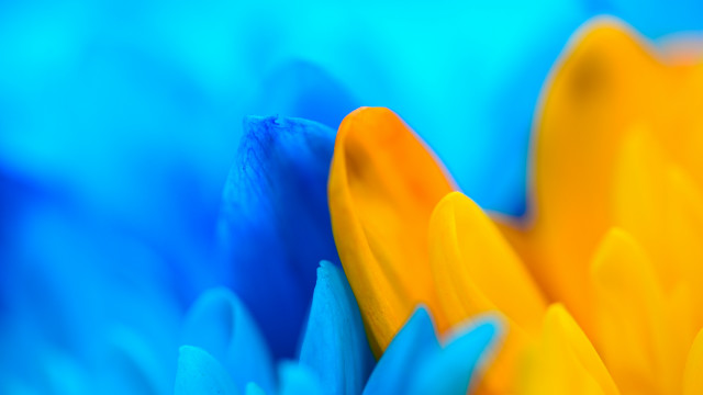 Blue yellow flower macro blurry free wallpaper - medium preview image