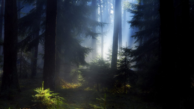Forest light foggy matte bush free wallpaper - medium preview image