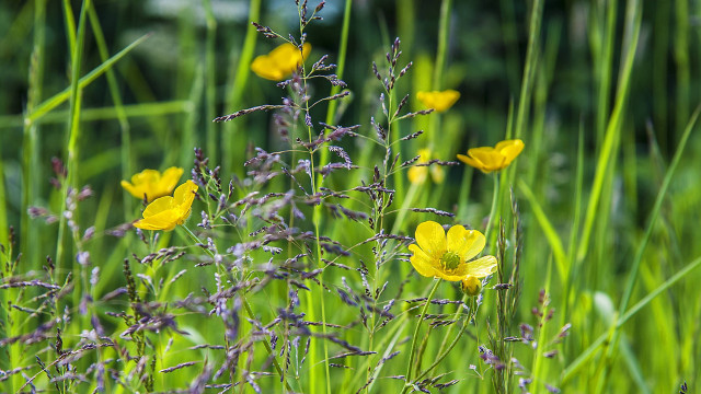 Yellow field butterfly ladybug sunlight free wallpaper - medium preview image