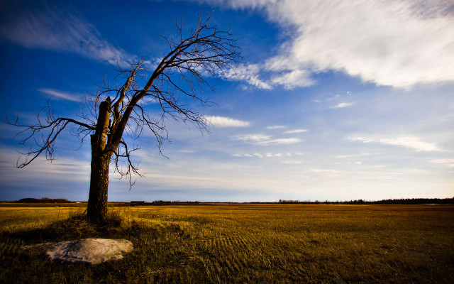 Lone tree field blue sky #7 free wallpaper - medium preview image