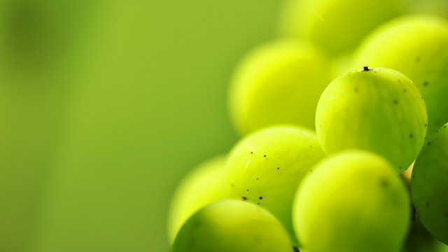 Green grapes hanging stem macro free wallpaper - medium preview image