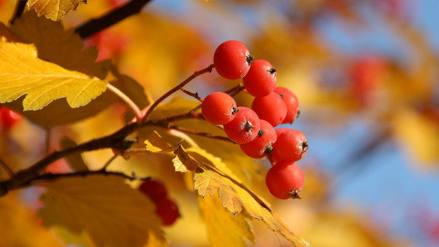 Branch berries leaves blue sky free wallpaper - medium preview image